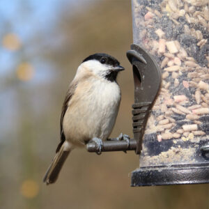 Rodzinna niedziela karmniki